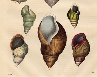 1846 Land snails - Rare plate from "Book of the World " - Hand colored original, Old Original Print
