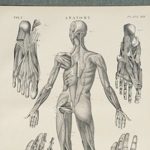 Human Anatomy - RARE ORIGINAL PRINT from Encyclopedia Britannica 1878