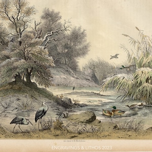 Nature scene with cranes and ducks - VERY RARE - Original lithography out of &quot;Das Buck der Welt&quot; 1868