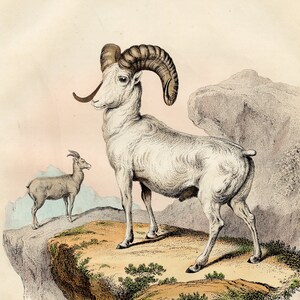 1855 Mountain sheep - VERY RARE - Original hand colored plate out of &quot;Book of the World&quot;