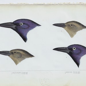 The Orioles: Great-tailed and Boat-tailed Grackles - Original Print from book &quot;A History of North American Birds&quot; Baird 1874