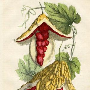 1857 Bitter Melon or Balsam apple color plate illustration - VERY RARE - Original hand colored plate out of "Book of the World" 1857
