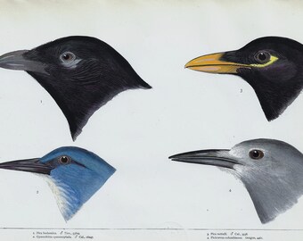 The Crows: Pinyon Jays, Yellow and Black-billed Magpies  - Original Print from book "A History of North American Birds" Baird 1874