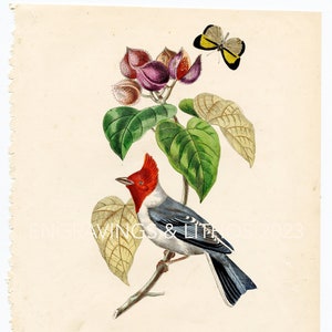 Red Finch (Fringille Paroare) - Hard to find &quot;Histoire Naturelle des Oiseaux&quot; Le Maout 1853 HAND COLORED!