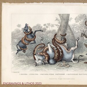 Pode incluir: Impressão antiga que retrata várias cobras atacando animais em um ambiente florestal. A ilustração apresenta uma anaconda, uma cobra e outras cobras, com o texto "ENGRAVINGS & LITHOS 2023" na parte inferior. A obra de arte está em papel envelhecido.