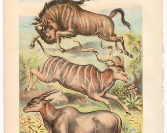 1880 - Gnu, Wildebeest, Koodo, Eland - Original Litho from "Johnson's Household Book" Very Rare!