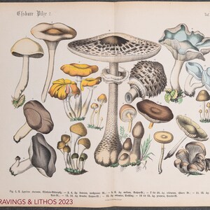 Puede incluir: Una ilustración vintage de varios hongos, incluyendo un hongo blanco grande con un sombrero marrón, un hongo azul con un tallo blanco y varios hongos más pequeños en tonos de marrón, amarillo y naranja. La ilustración se titula "Essbare Pilze 2" y "Taf. 4".