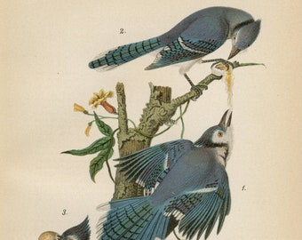 Blue Jay- Original color lithography from Report on the Birds of Pennsylvania by B.H.Warren M.D. 1890