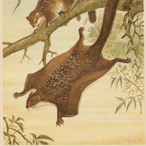 FLYING SQUIRREL - Original color lithography from The Royal Natural History 1896
