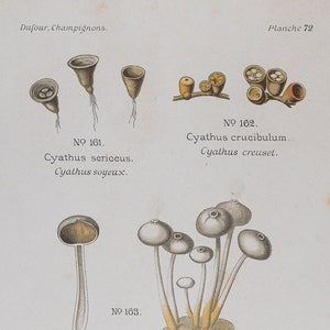 Bird nest, Bird’s nest fungus, Stalkballs, Common earthball / ORIGINAL PRINT &quot;Atlas des Champignons&quot; L. Dufour - 1891