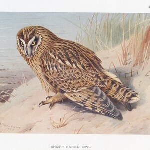 Short eared owl - Vintage Offset Lithograph Published 1926
