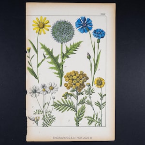 Könnte beinhalten: Ein Vintage-Botanischer Druck mit detaillierten Illustrationen verschiedener Blumen. Der Druck zeigt Blüten in Gelb, Blau und Weiß, mit grünem Laub. Der Text "XLIV" steht oben und "ENGRAVINGS & LITHOS 2025" unten.
