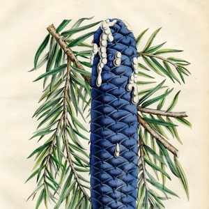 1854 Yeddo spruce, evergreen conifer - Rare plate - Hand colored original, Old Original Print