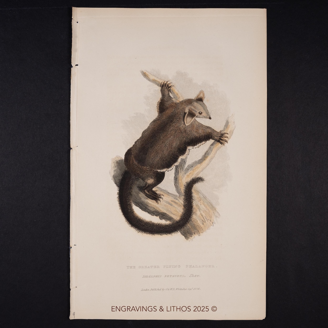 1827 Greater Flying Phalanger (wildlife Illustration), Hand-colored ...