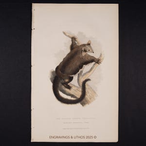 Falangero mayor volador de 1827 (ilustración de vida silvestre), grabado coloreado a mano de un libro de historia natural francés