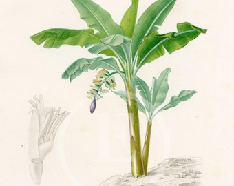 ボタナイズ　BOTANIZE バナケン　BANAKEN 点描画　絵 1849 - Banana, Plantain Tree – D'orbigny Natural History Engraving