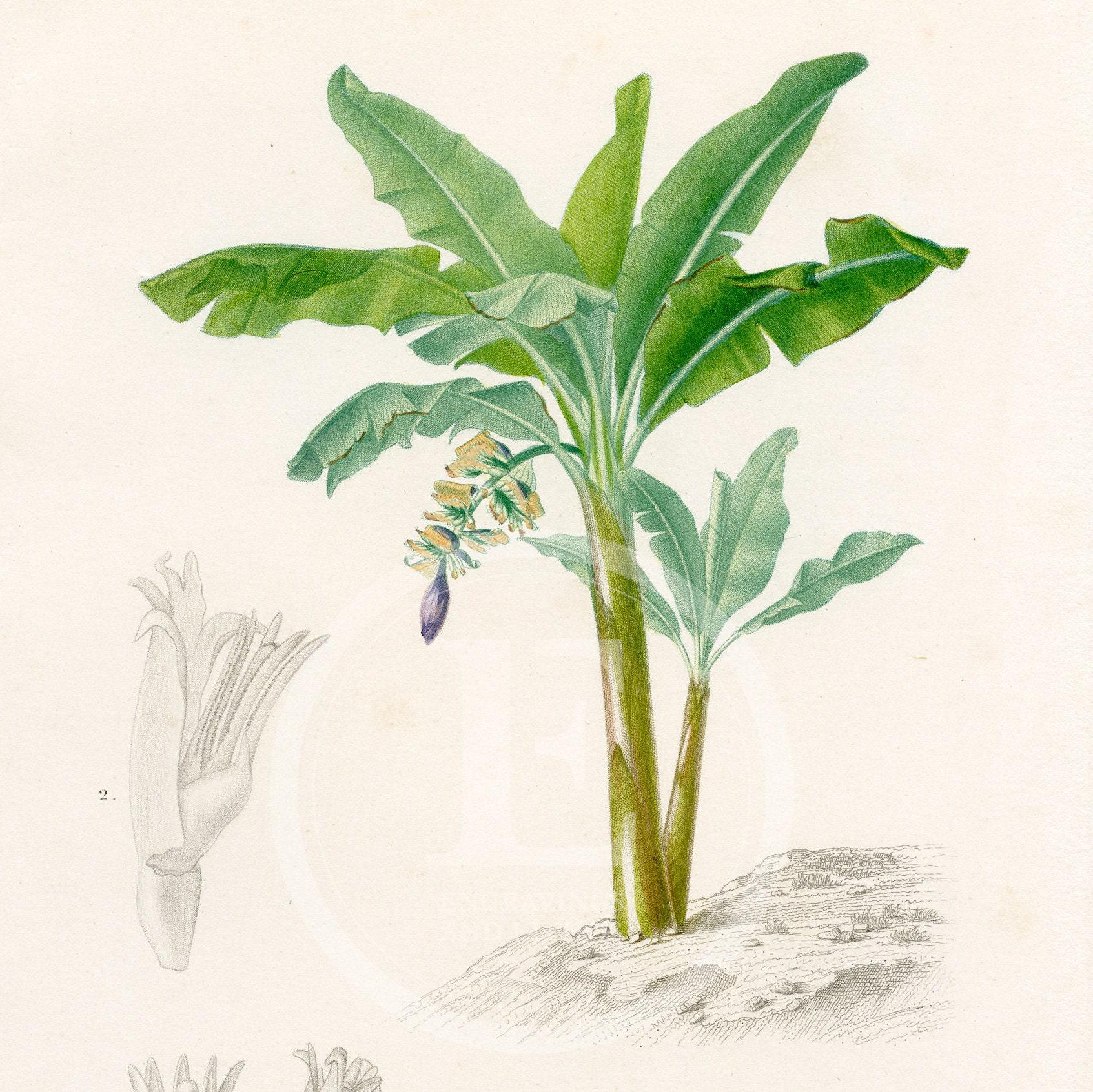 1849 - Banana, Plantain Tree – D'orbigny Natural History Engraving