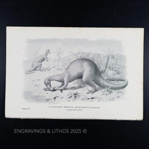 May include: A black and white illustration of a Megalosaurus Bucklandi dinosaur, a carnivorous dinosaur, in a prehistoric setting. The dinosaur is depicted as being about 30 feet long.