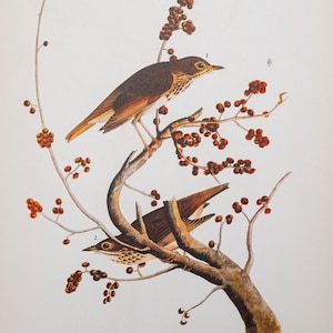 1937 Hermit thrush, Loggerhead Shrike from &quot;John James Audubon Birds of America&quot; -  - Buy 2 prints, get 1 free!