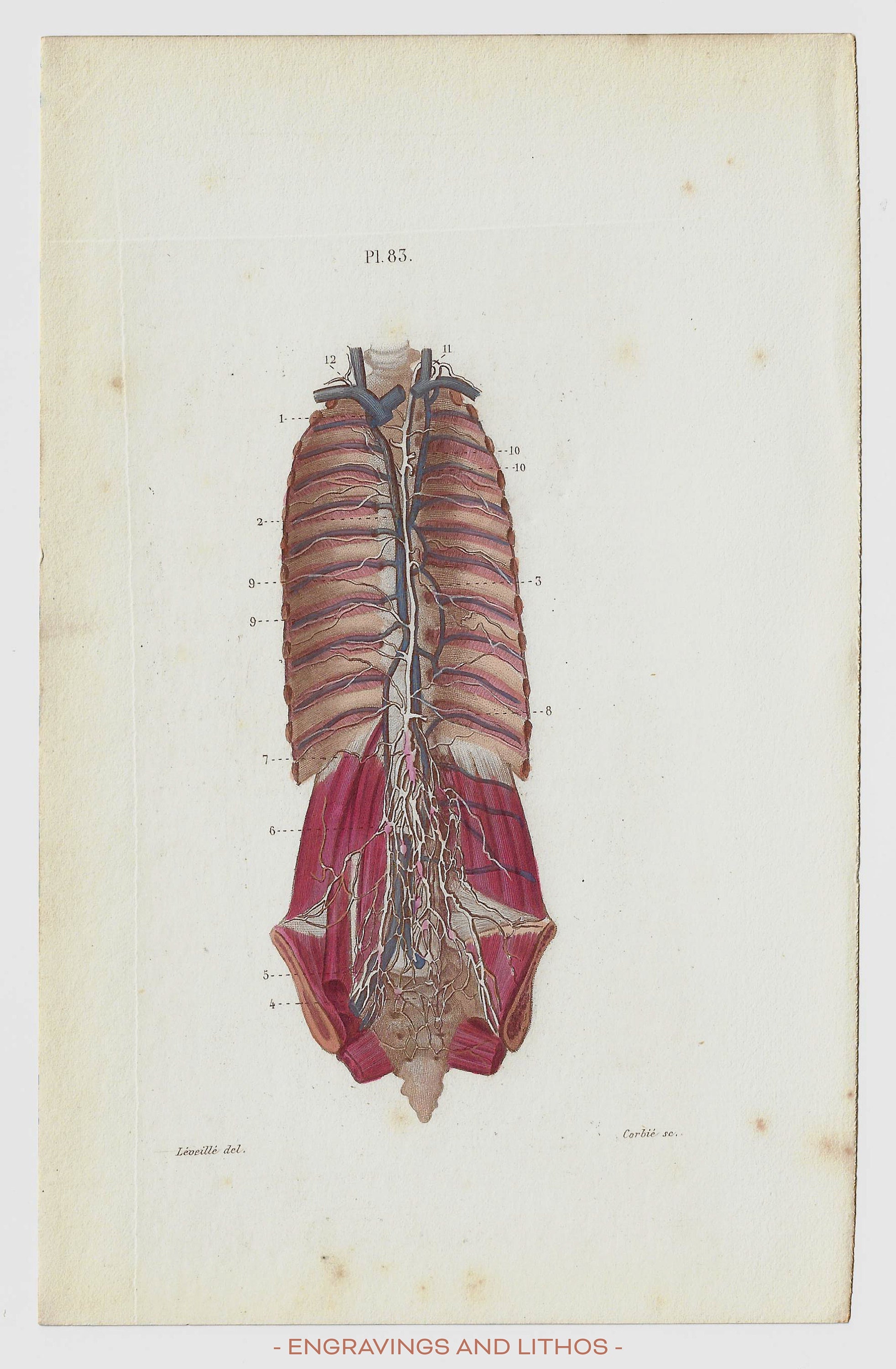 Thoracic Duct - RARE ORIGINAL PRINT From the Book "naked Eye Anatomy ...