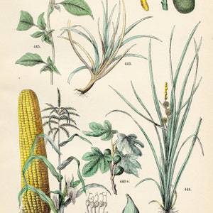 Fig, bread fruit, maize, sedge, bur-reed, tassel flower original plate from &quot;Pflanzen-Atlas - Carl Hofman 1883