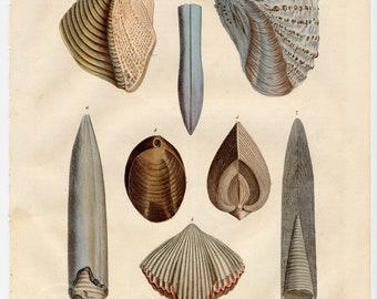 Sea Shells Including Clams, Cockles, Razor-Clams and Mussels - Extremely rare, hand-colored from "Book of the World - 1844" by Carl Hoffman