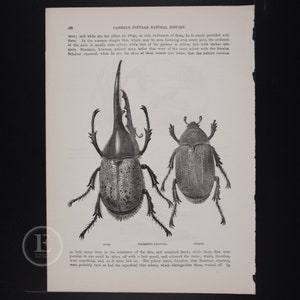 1857 The Hercules Beetle:  Male and Female - Original lithograph from Cassell's Popular Natural History