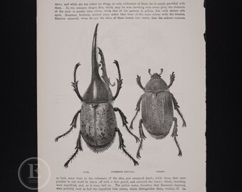 1857 The Hercules Beetle:  Male and Female - Original lithograph from Cassell's Popular Natural History