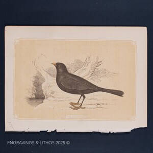 Puede incluir: Una ilustración vintage de un mirlo posado en una rama. El pájaro tiene un pico amarillo y está rodeado de follaje. La imagen está impresa en papel crema con un borde decorativo.