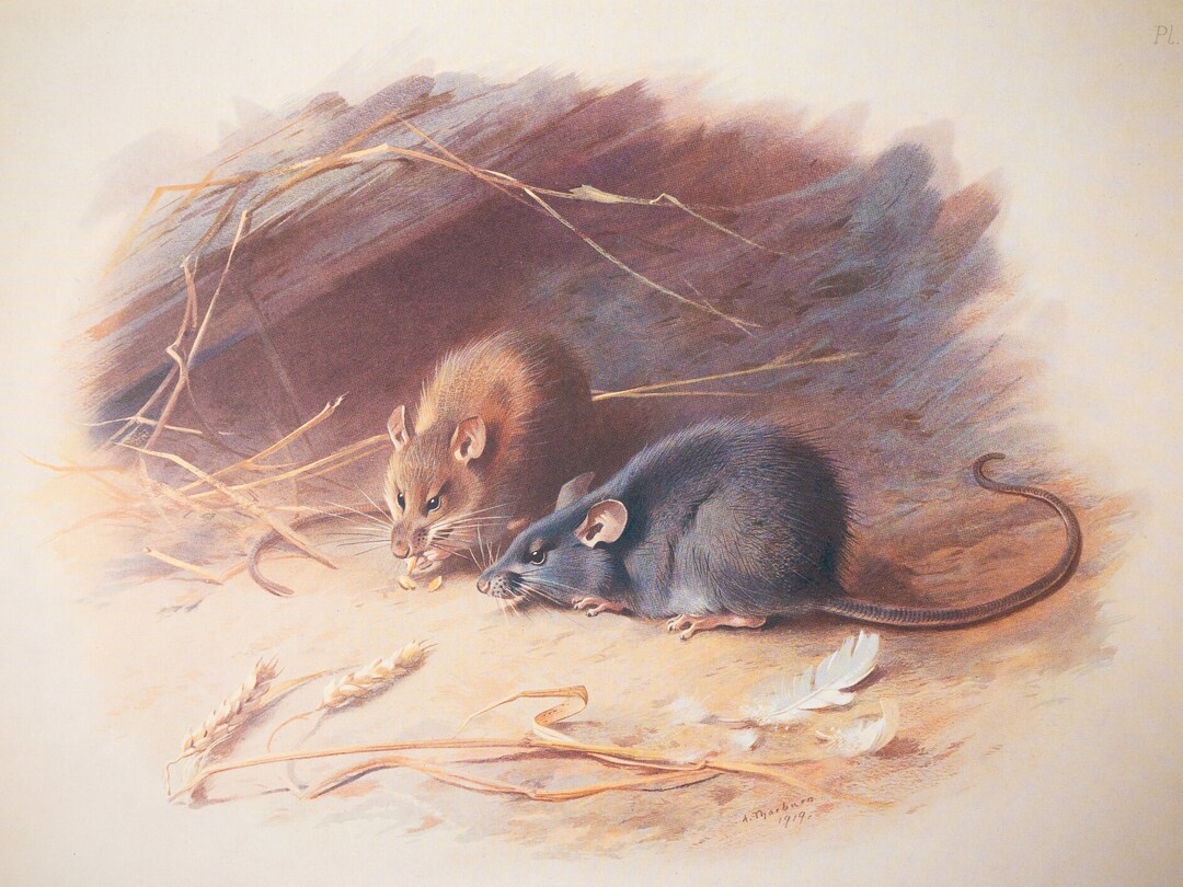 Alexandrine and Black Rat - Vintage Print From the Book "british ...