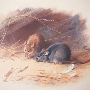 Alexandrine and Black Rat - Vintage print from the book &quot;British Mammals&quot; A. Thornburn, Vol. 2 - 1921