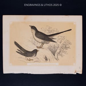 May include: A vintage illustration of two birds, a Common Cuckoo and an Egyptian Cuckoo, perched on a branch. The birds are depicted in black and white, with detailed markings and a natural background.