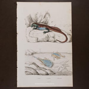 May include: An antique print featuring two detailed illustrations of aquatic and terrestrial creatures. The top image depicts a lizard with a green head, blue chest, and brown body. The bottom image shows fish in a body of water. The print is labeled "Engravings & Lithos 2025".