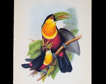 RED-BREASTED TOUCAN (Ramphastos dicolorus) - Vintage offset lithography print with stunning colors from 1940!