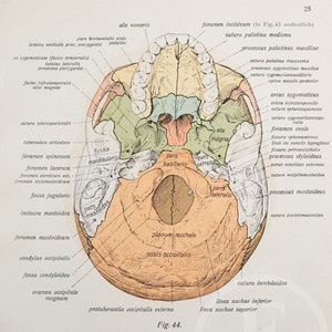 External and internal cranial base /- Human Anatomy - Descriptive Anatomy book from 1926-Printed on both sides!