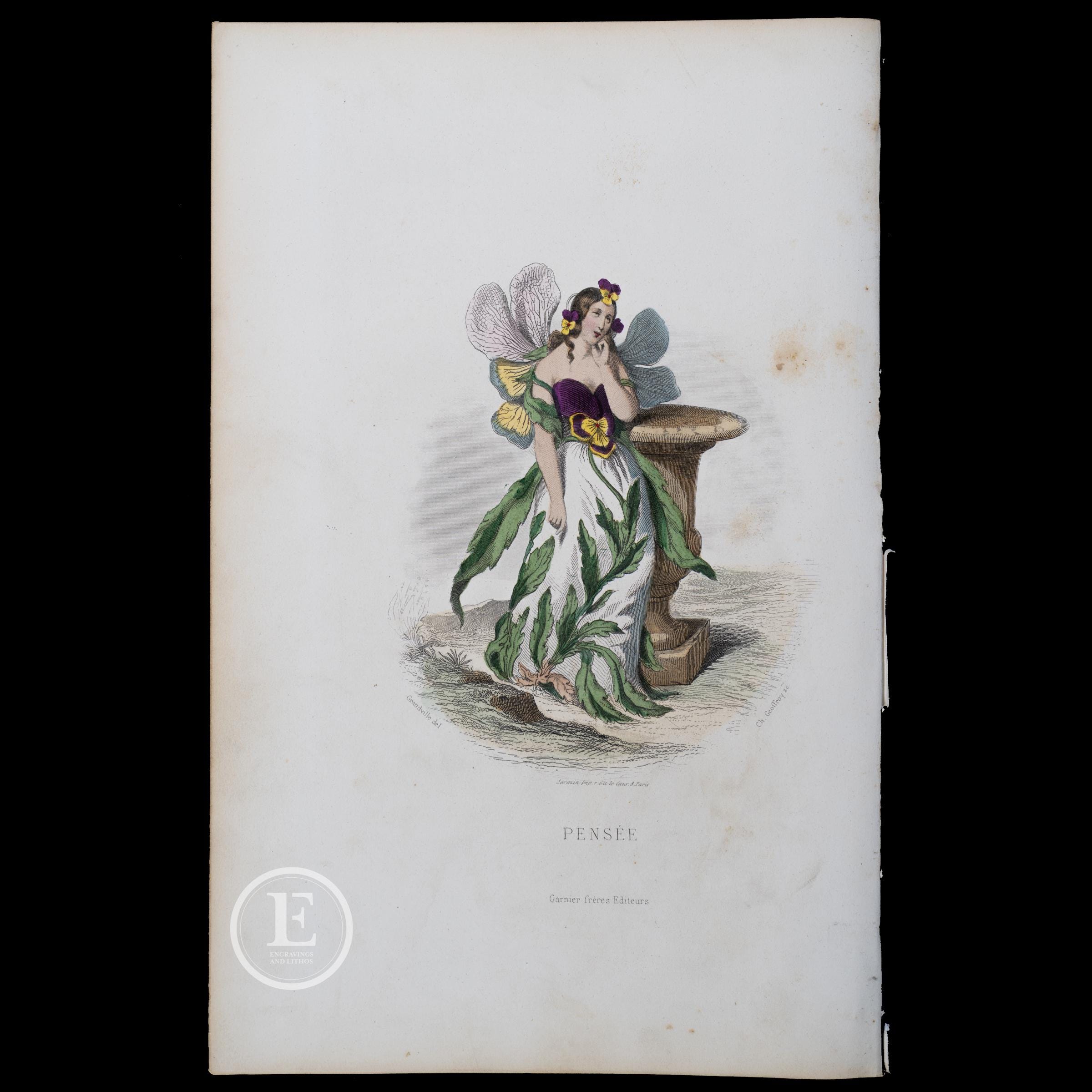 1867 THE PANSY FLOWER / Hand-colored Plate From 