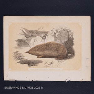 1851 NEW HOLLAND HEDGEHOG  – Antique Lithograph – Original The Natural History of the Sacred Scriptures, and Guide to General Zoology