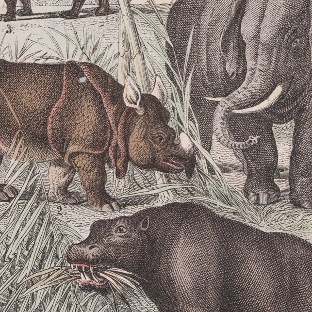 1871 Zebra, Indian Elephant, Rhinoceros, Hippopotamus