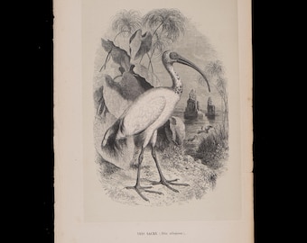 Ibis sagrado africano - Difícil de encontrar "Histoire Naturelle des Oiseaux" Le Maout 1853