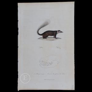 May include: A black and white illustration of a small mammal with a long tail. The illustration is from a vintage book and includes the text "Le Bilops mange" and "Coureur de pattes et de pieds".