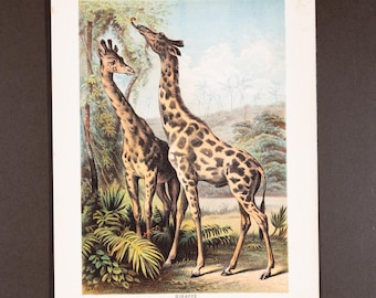 1880 - Una pareja de jirafas - Litografía original de "Johnson's Household Book" 1880 / ¡Muy raro!