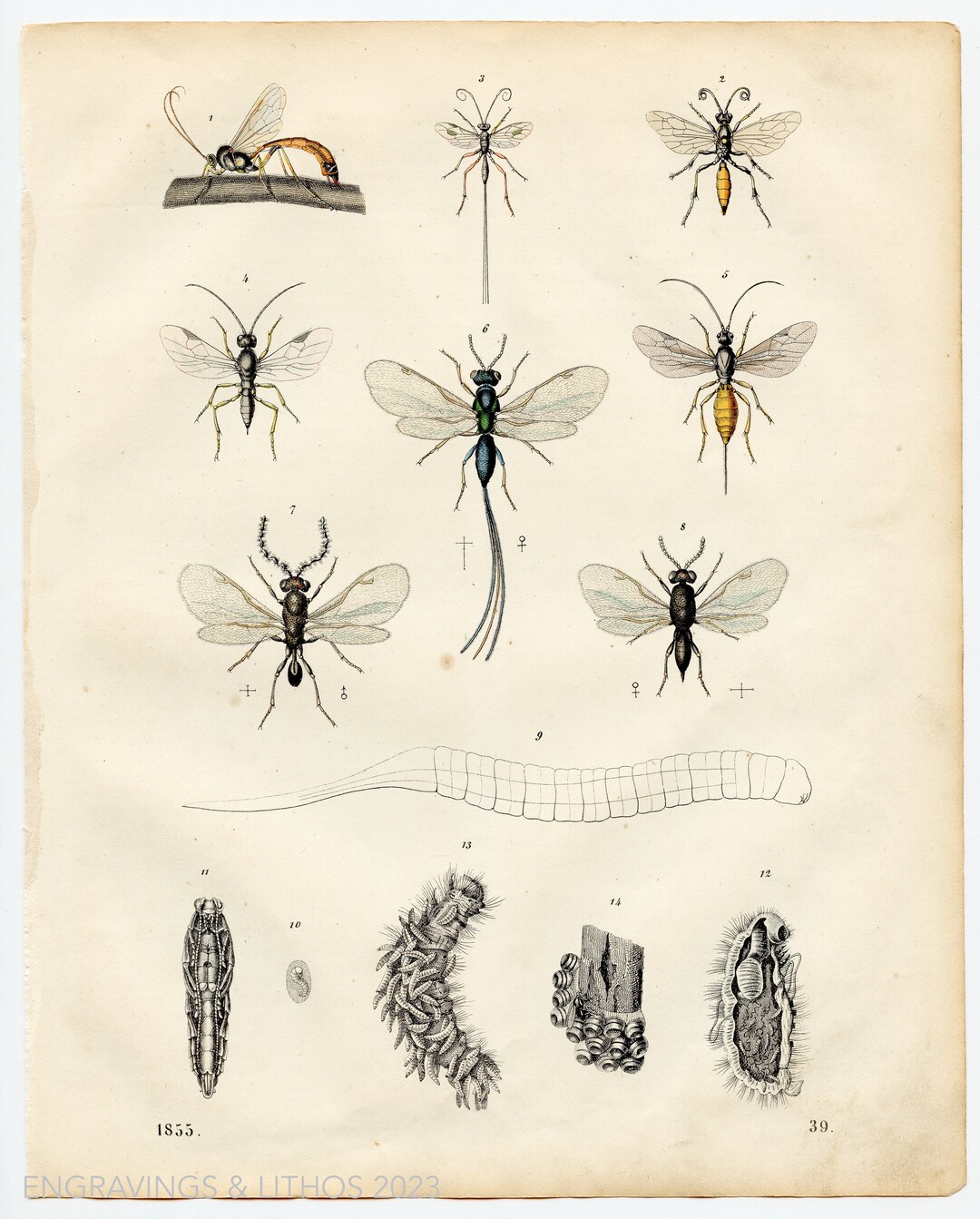 Simon Ward Insect 1855 Insects: Sawflies, Wasps, Bees, Ants, Apple Seed Chalcid Wasp ...