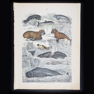 Aquatic Mammals: Whale, Dolphin, Walrus, Sea Lion, Manatee - Original Steel engraving Hand Colored - Atlas of the Animal Kingdom from 1861