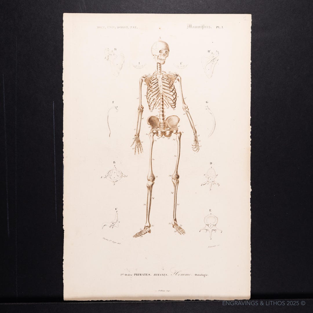 1861 Human Skeleton Anatomy – Antique Medical Engraving – Original 19th ...