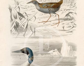 1849 - Colimbo grande y ave zancuda – Grabado de Historia Natural de d’Orbigny, coloreado a mano