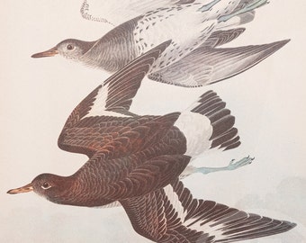 Surf-Bird and Oyster-Catchers - Vintage Print from "John James Audubon Birds of America" 1937 Edition