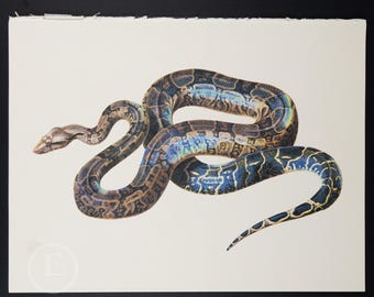 1970 BOA CONSTRICTOR  - Vintage lithograph   Print of Larousse Animals