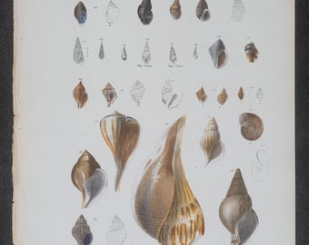 Grabado de conchas marinas de 1843: Zoología de Nueva York (página antigua original)