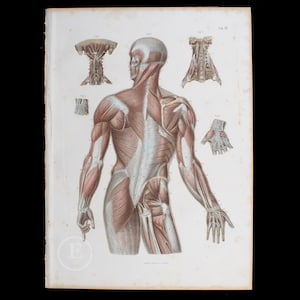 May include: A detailed anatomical illustration of the human back muscles, showing the intricate network of muscles and tendons. The image is in a vintage style, with a light background and detailed linework. The image is labeled with numbers and text, indicating the different muscles.