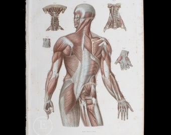 1860 Muscles of the torso and arms - Original engravings from a Atlas of Human Anatomy - Stunning hand-colored original plate!